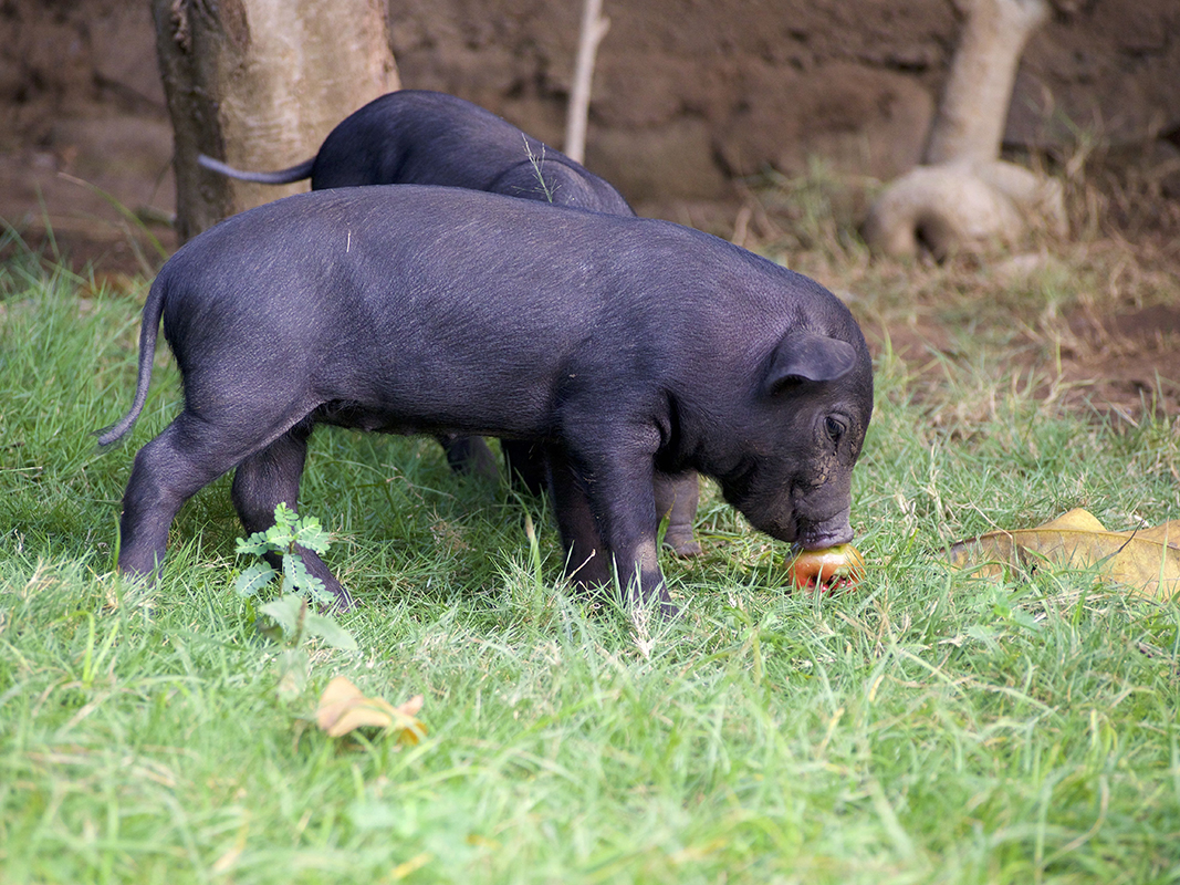 anotherone of the cute pigs in our backyard - Eine Reise mit Freunden