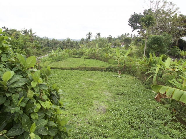 ricefield and some jungle in bali 1024x768 640x480 - Eine Reise mit Freunden