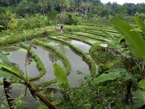 ricefield-somewhere-along-the-sideman