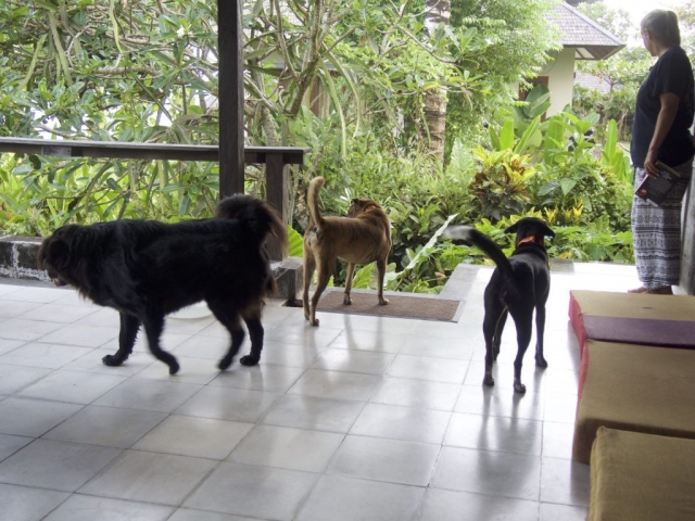 P4230002 1024x768 640x480 - Good bye Bali